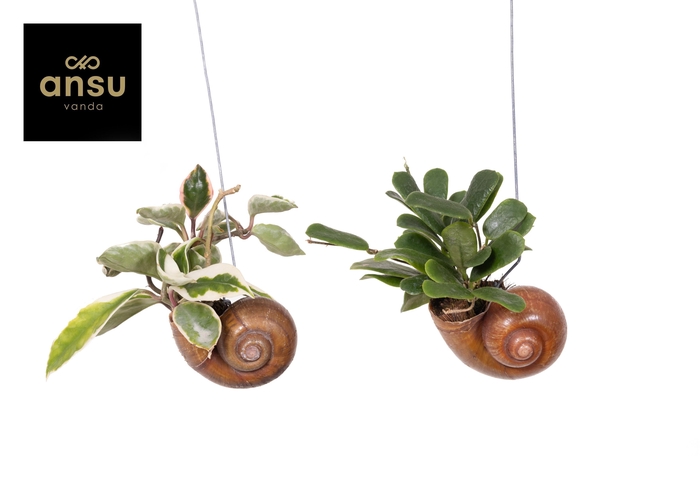 <h4>Hoya Shelly Hang (Los)</h4>