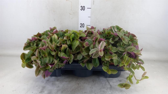 <h4>Tradescantia ...</h4>