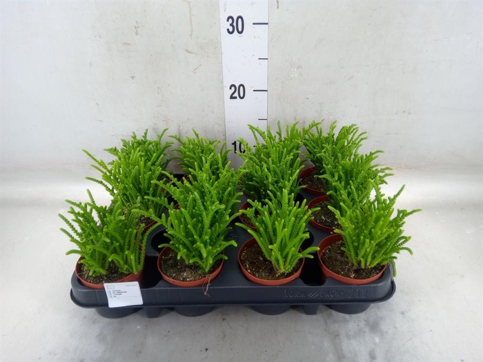 <h4>Crassula ...</h4>