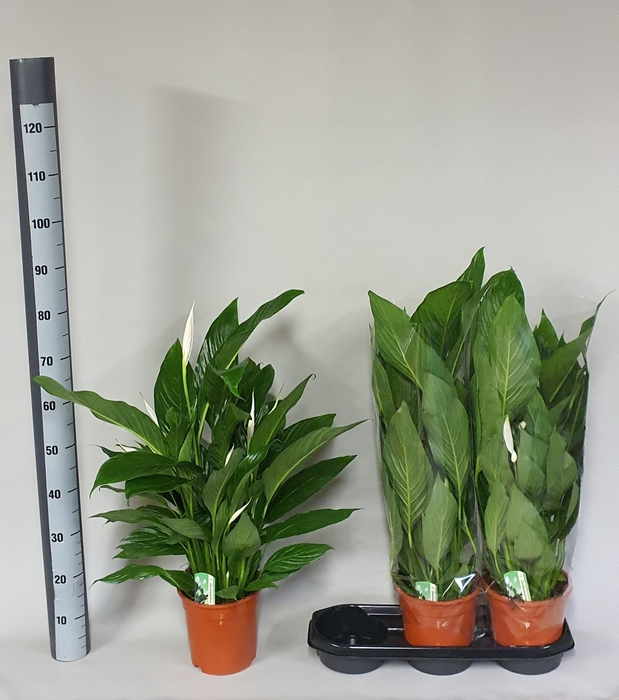 <h4>SPATH BINGO CUPIDO</h4>