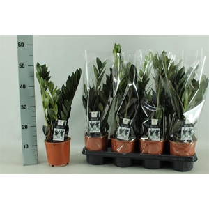 Zamioculcas zamifolia Raven 14Ø 55cm 4st