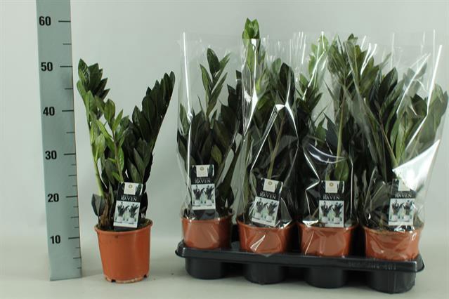 Zamioculcas zamifolia Raven 14Ø 55cm 4st