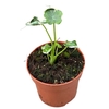 Alocasia