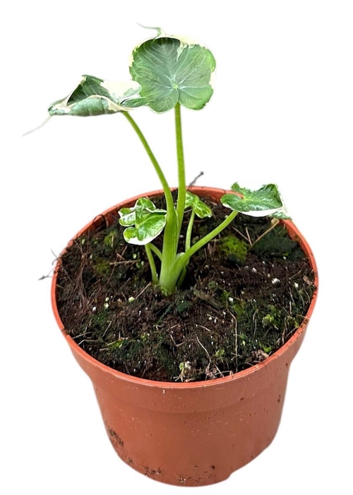 Alocasia