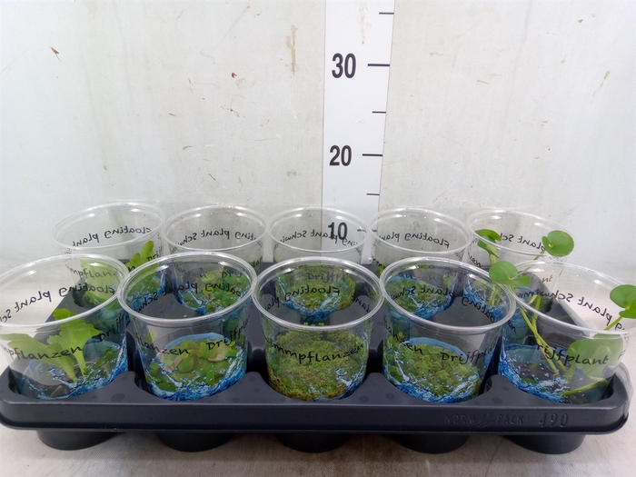 <h4>Drijfplanten   ...mix</h4>