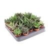 Aloe mini Aloë - mix, AL5001