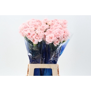 Di St Maruchi Pink