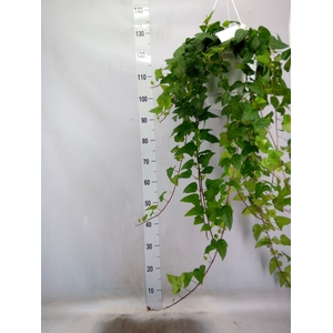 Hedera helix 'Mein Herz'