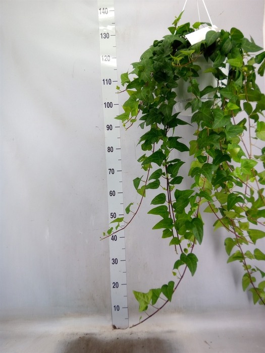 <h4>Hedera helix 'Mein Herz'</h4>