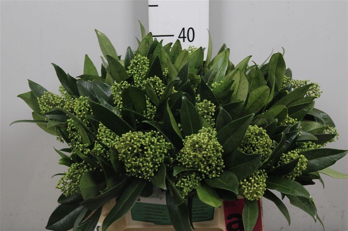 <h4>Skim C Kew Green Bs</h4>