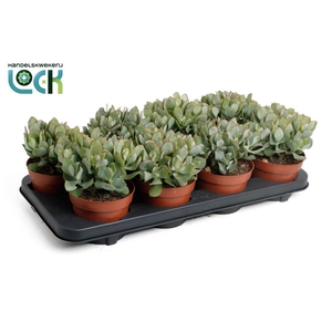 Crassula overig