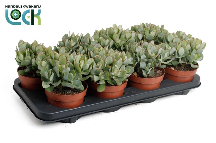 <h4>Crassula overig</h4>