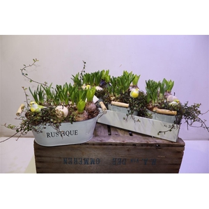 arr8 Arr Bol Knol In Zinken Hengsel Bak Ovaal