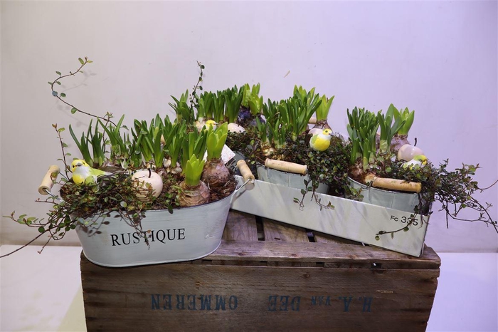 <h4>Arr Bol Knol In Zinken Hengsel Bak Ovaal</h4>