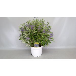 Caryopteris   ...