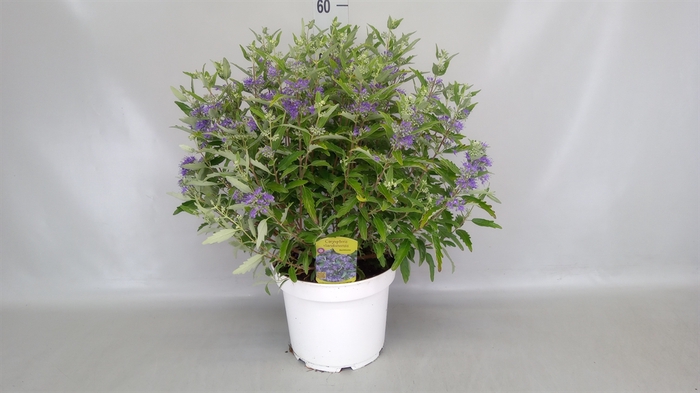 <h4>Caryopteris   ...</h4>