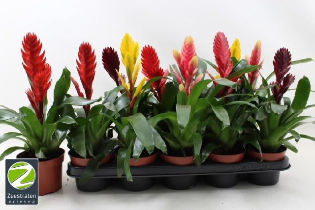 <h4>VRIES GEM 6 SRT</h4>