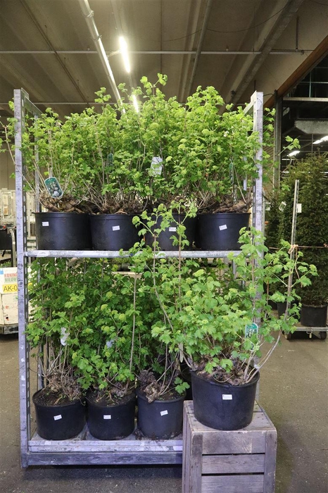 <h4>Vibu Op Roseum</h4>