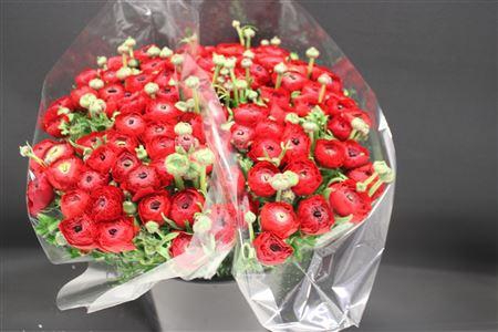 <h4>Ranonkel Zwaar Rood</h4>