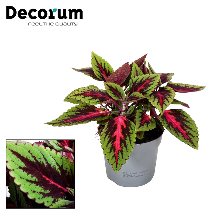 <h4>Coleus Ruby Road Decorum</h4>