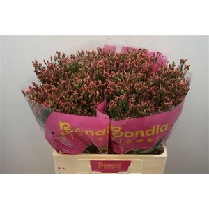 LIMONIUM SIN MAX DIAMOND LIM SIN MA