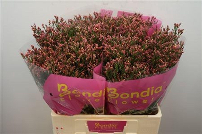 <h4>LIMONIUM SIN MAX DIAMOND LIM SIN MA</h4>