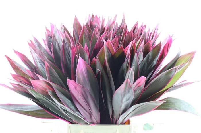 <h4>Cordyline Red Sister</h4>