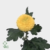 CHR G SUNNY B BECKER