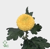 CHR G SUNNY B BECKER EX