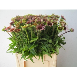 Echi Purpurea