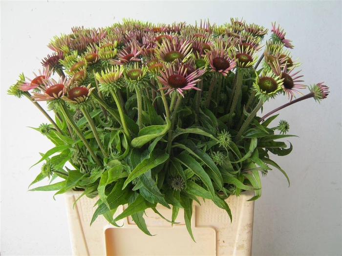 <h4>Echi Purpurea</h4>