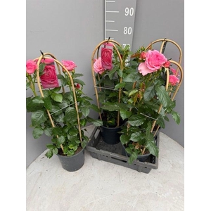 ROSA FL DIVA SELECT