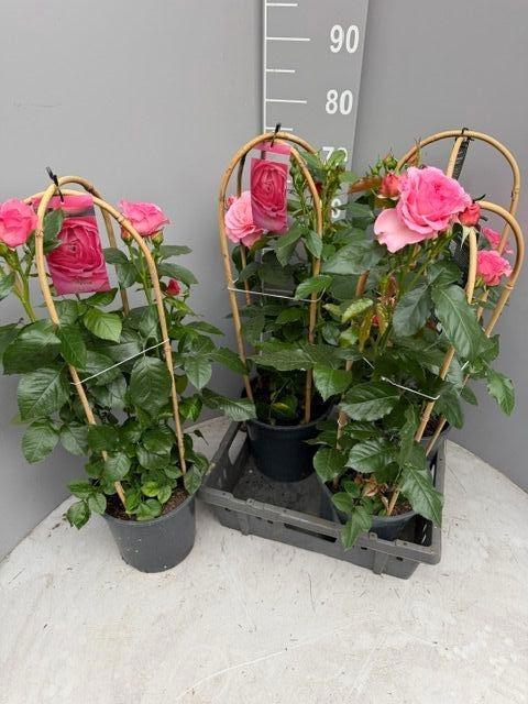 <h4>ROSA FL DIVA SELECT</h4>