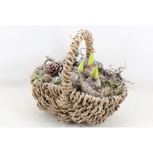 arr4 Hyacint MB - Tasmand x4