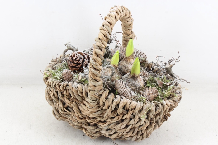 <h4>arr4 Hyacint MB - Tasmand x4</h4>