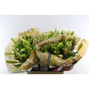 Li La Brindisi (rose) Hasselt