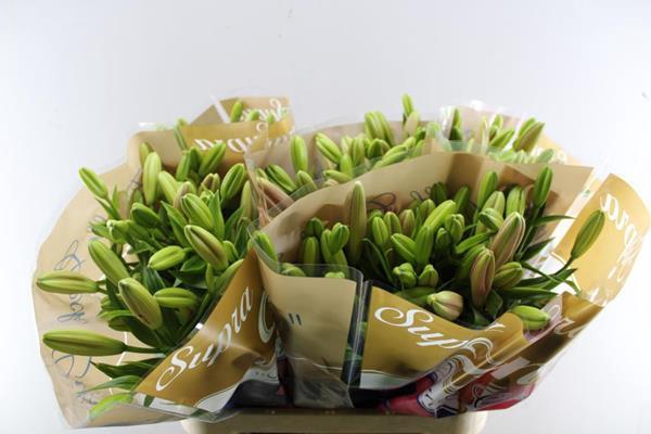 <h4>Li La Brindisi</h4>