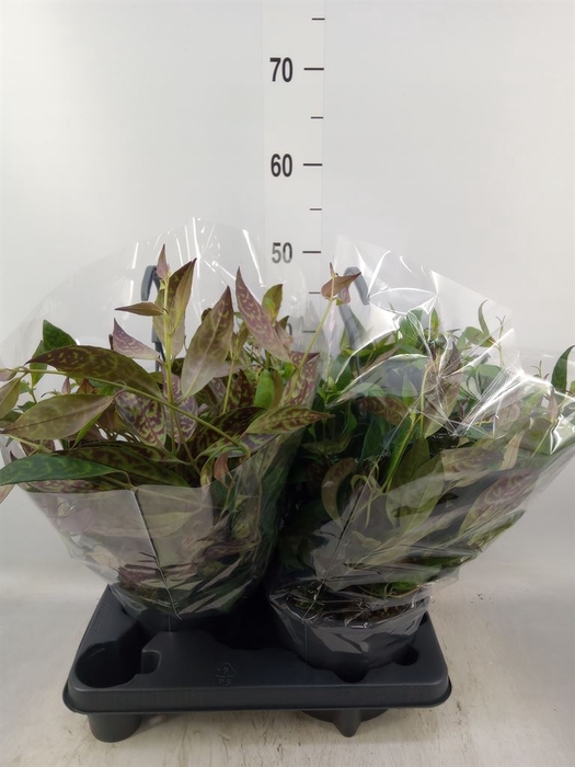 <h4>Aeschynanthus marmoratus</h4>
