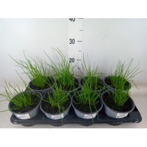 Allium schoenoprasum