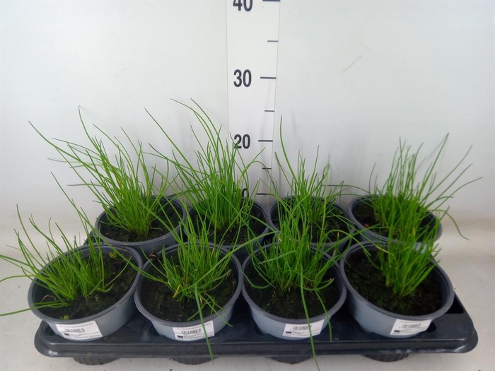 <h4>Allium schoenoprasum</h4>