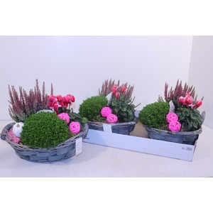 ARR TUINPLANTEN