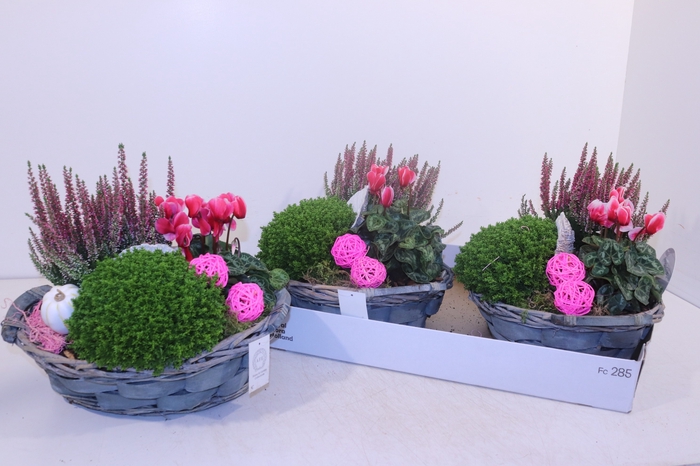 <h4>ARR TUINPLANTEN</h4>