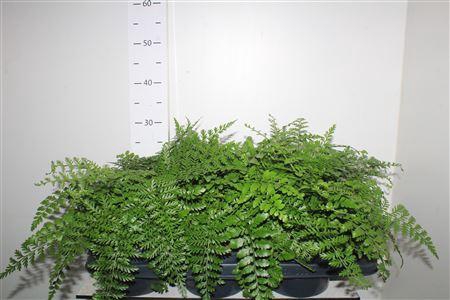 <h4>Asple Parvati</h4>