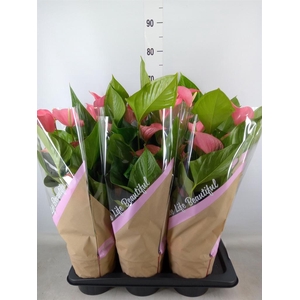 Anthurium andr. 'Pink Explosion'
