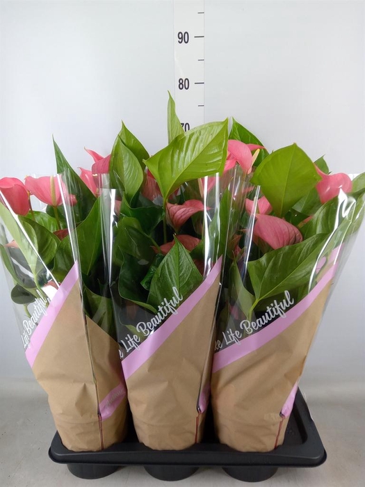 <h4>Anthurium andr. 'Pink Explosion'</h4>