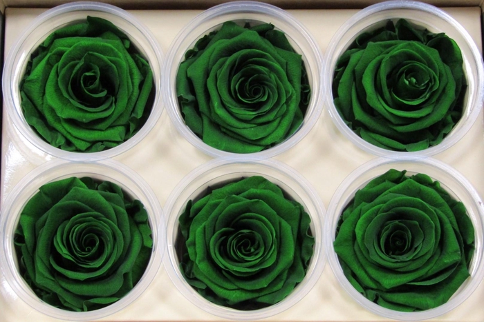 <h4>R Prs Green Exquisite</h4>