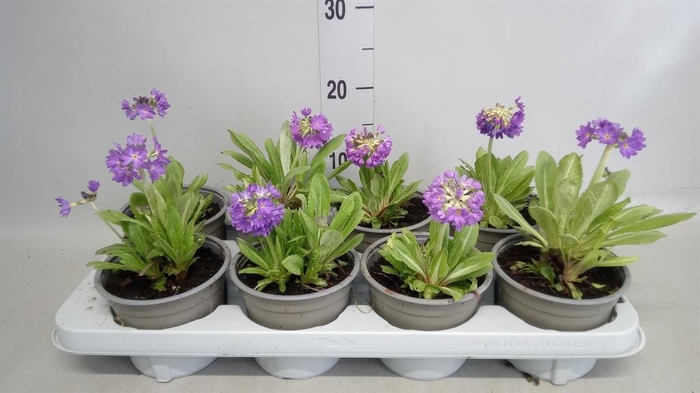 <h4>Primula denticulata</h4>