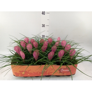 Tillandsia cyanea
