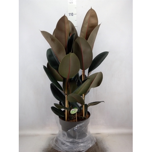 Ficus elastica 'Abidjan'