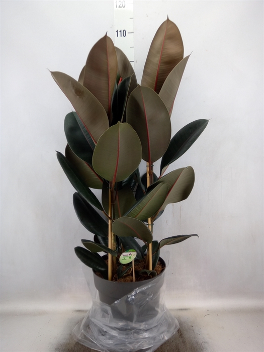 <h4>Ficus elastica 'Abidjan'</h4>